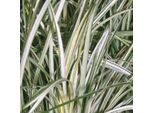 6 X Ophiopogon Giapponese - Ophiopogon 'Silver Mist' | Vaso 9 Cm X 9 Cm