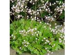 6 X Fiori Di Porcellana Bastard - Saxifraga Urbium | Vaso 9Cm X 9Cm