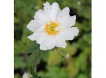 6 X Anemone Autunnale - Anemone Hybrida 'Whirlwind' | Vaso 9 Cm X 9 Cm