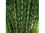 Bambù Da Siepe Alto - Fargesia Robusta 'Pingwu' | 60-80 Cm In Contenitore