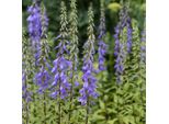 6 X Campanula Piramidale - Campanula Pyramidalis | Vaso 9Cm X 9Cm