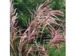 6 X Canna Cinese Malepartus - Miscanthus Sinensis 'Malepartus' | Vaso 9Cm X 9Cm