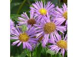 6 X Rami Sottili - Erigeron 'Dunkelste Aller' | Vaso 9 Cm X 9 Cm