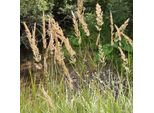6 X Erba Da Cavalcare - Calamagrostis Arundinacea | Vaso 9Cm X 9Cm