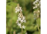 6 X Tiarella Wherryi | Topf 9Cm X 9Cm