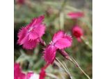 6 X Garofano Di Pentecoste - Dianthus Gratianopolitanus | Vaso 9Cm X 9Cm
