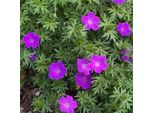 6 X Geranio Rosso Sangue - Geranium Sanguineum | Vaso 9Cm X 9Cm