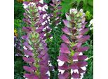 6 X Artiglio D'orso Balcanico - Acanthus Hungaricus | Vaso 9Cm X 9Cm