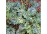 6 Campanule Viola - Heuchera 'Ring Of Fire' | Vaso 9 Cm X 9 Cm