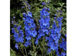 6 X Delphinium Del Pacifico - Delphinium 'Blue Bird' | Vaso 9 Cm X 9 Cm