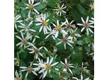 6 X Aster Ingombranti - Aster Divaricatus | Vaso 9Cm X 9Cm