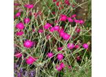 6 X Garofano Di Vexier - Lychnis Coronaria | Vaso 9Cm X 9Cm