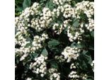 6 X Eupatorium Rugosum 'Chocolate' - Eupatorium Rugosum 'Chocolate' | Vaso 9 Cm X 9 Cm