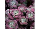 6 X Pinguicola - Sedum Spathulifolium 'Purpureum' | Vaso 9 Cm X 9 Cm