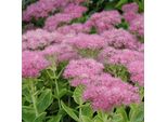 6 X Piante Grasse - Sedum Spectabile 'Carmen' | Vaso 9 Cm X 9 Cm