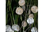 6 X Biennale D'argento - Lunaria Annua | Vaso 9Cm X 9Cm