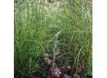 6 X Canna Cinese Ragno D'argento - Miscanthus Sinensis 'Kleine Silberspinne' | Vaso 9Cm X 9Cm