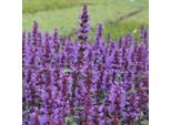 6 X Agastache Rugosa - Agastache 'Purple Haze' | Vaso 9 Cm X 9 Cm