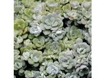 6 X Piante Grasse - Sedum Spathulifolium 'Cape Blanco' | Vaso 9 Cm X 9 Cm