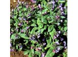 6 X Polmonaria - Pulmonaria Angustifolia 'Azurea' | Vaso 9 Cm X 9 Cm