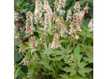 6 X Tiarella Multifolia - Tiarella 'Skeleton Key' | Vaso 9 Cm X 9 Cm