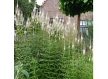 6 X Veronica Candelabro - Veronicastrum Virginicum 'Diana' | Vaso 9 Cm X 9 Cm