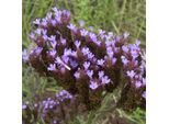6 X Verbena Argentina - Verbena Bonariensis | Vaso 9Cm X 9Cm