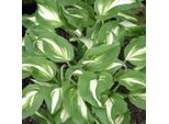 6 X Weissblatt Funkie - Hosta Undulata 'Mediovariegata' | Topf 9Cm X 9Cm