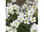 6 X Sassifraga Muschiata - Saxifraga 'Snow Carpet' | Vaso 9Cm X 9Cm