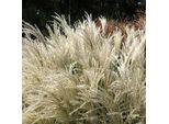 6 X Miscanto Cinese - Miscanthus Sinensis 'Kleine Fontaene' | Vaso 9 Cm X 9 Cm