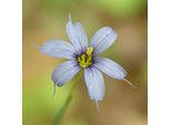 6 X Erba Spada - Sisyrinchium Angustifolium | Vaso 9Cm X 9Cm