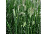 6 X Erba Pulitrice Per Lampade Basse - Pennisetum Alopecuroides 'Hameln' | Vaso 9Cm X 9Cm