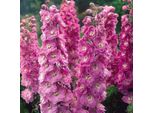 6 X Delphinium Del Pacifico - Delphinium 'Astolat' | Vaso 9 Cm X 9 Cm