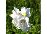 6 X Scala Di Giacobbe - Polemonium Caeruleum 'Album' | Vaso 9 Cm X 9 Cm