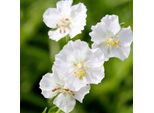6 X Geranio Bianco - Geranium Phaeum 'Album' | Vaso 9 Cm X 9 Cm