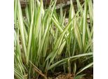 6 X Erba Lucida - Phalaris Arundinacea 'Feesey' | Vaso 9 Cm X 9 Cm