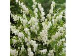 6 X Dicentra Spectabilis 'Alba' | Vaso 9 Cm X 9 Cm