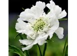 6 X Scabiosa Grande - Scabiosa Caucasica 'Alba' | Vaso 9 Cm X 9 Cm