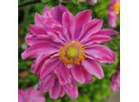 6 X Anemone Autunnale - Anemone Hupehensis 'Prinz Heinrich' | Vaso 9 Cm X 9 Cm