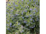 6 X Comfrey - Symphytum Azureum | Vaso 9Cm X 9Cm