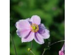 6 X Anemone Autunnale - Anemone 'Konigin Charlotte' | Vaso 9 Cm X 9 Cm