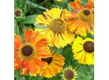 6 X Helenium 'Waltraut' | Vaso 9 Cm X 9 Cm
