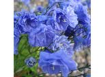 6 X Graziosa Campanula - Campanula Coclearifolia 'Baby Blue' | Vaso 9 Cm X 9 Cm