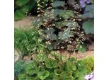 6 Radici Di Mandragora - Tellima Grandiflora 'Rubra' | Vaso 9 Cm X 9 Cm