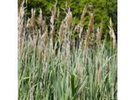 6 X Canna Comune - Phragmites Australis | Vaso 9Cm X 9Cm