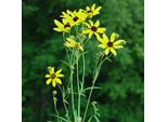 6 X Occhio Di Ragazza Alto - Coreopsis Tripteris | Vaso 9Cm X 9Cm