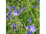 6 X Geranio - Geranium 'Brookside' | Vaso 9 Cm X 9 Cm