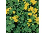 6 X Pennywort - Lysimachia Nummularia | Vaso 9Cm X 9Cm