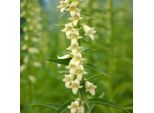 6 X Digitale Dei Fiori Gialli - Digitalis Lutea | Vaso 9Cm X 9Cm