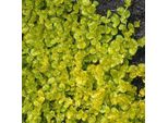 6 X Lysimachia Nummularia 'Aurea' | Vaso 9 Cm X 9 Cm